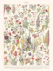 Fleurs I - ASTER