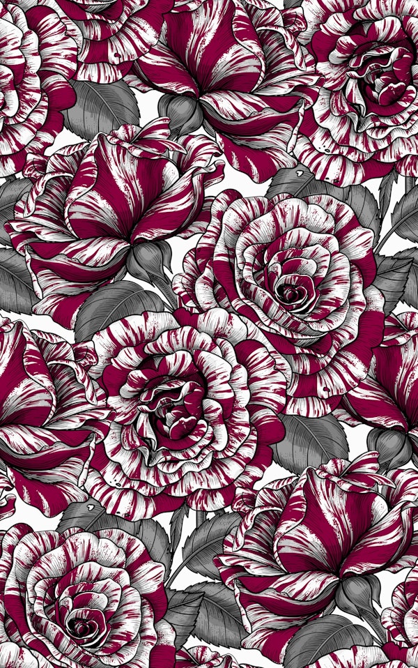 White and red Roses for you