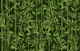 Nature Beauty Bamboo Green