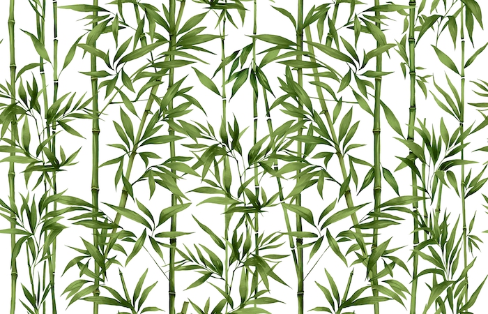 Buy Bamboo Green White Wallpaper - Happywall