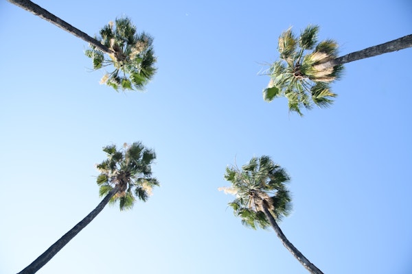 Under the Palm Trees 1