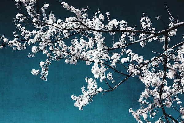 White Flower Tree on Teal