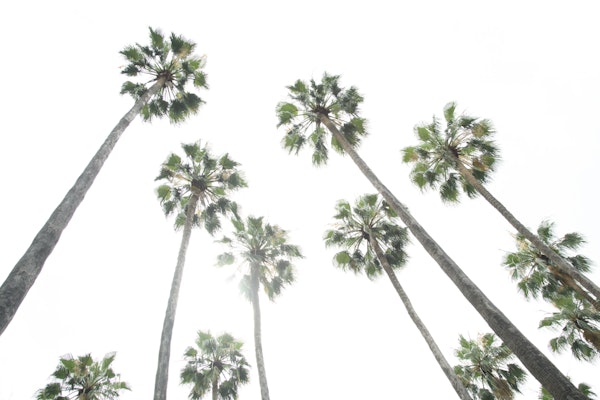 Under the Palm Trees 2