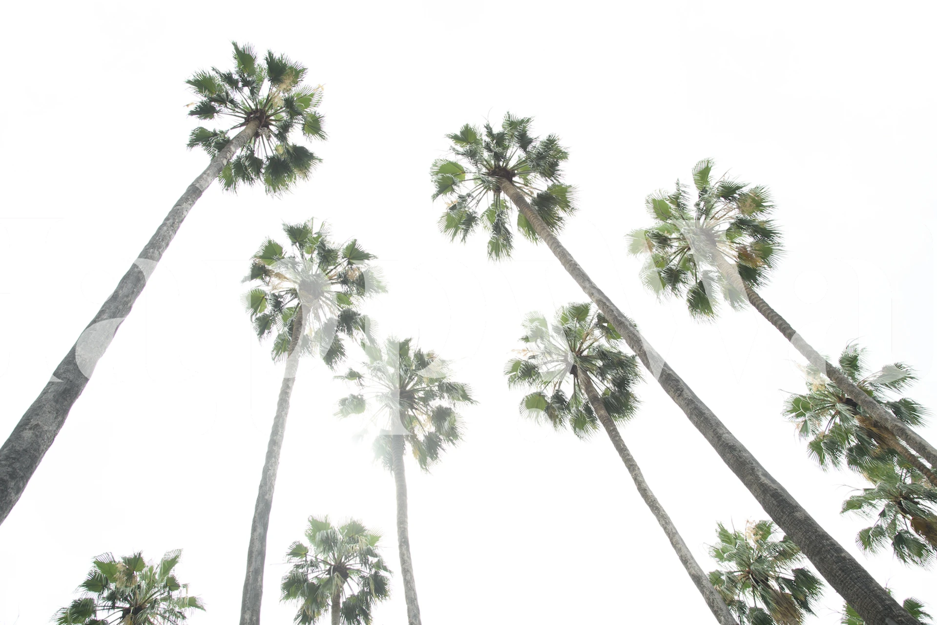 Wallpaper featuring palm trees in a room