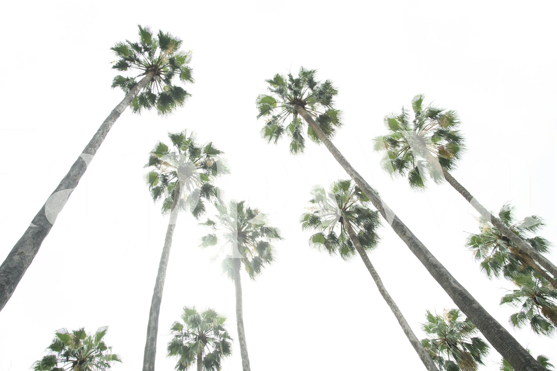 Wallpaper featuring palm trees in a room