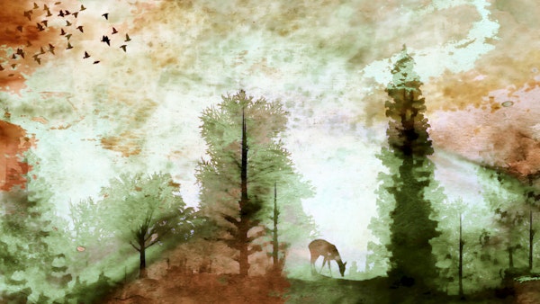 Scandinavian Wildlife