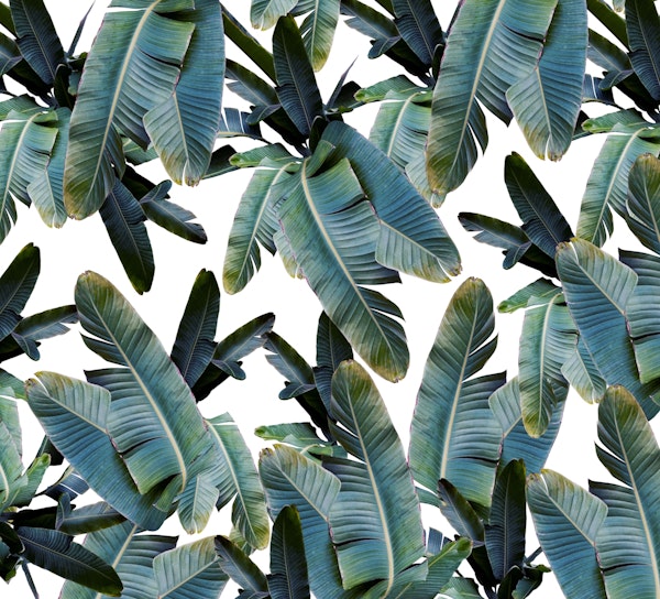 Tropical Banana Leaves 4a