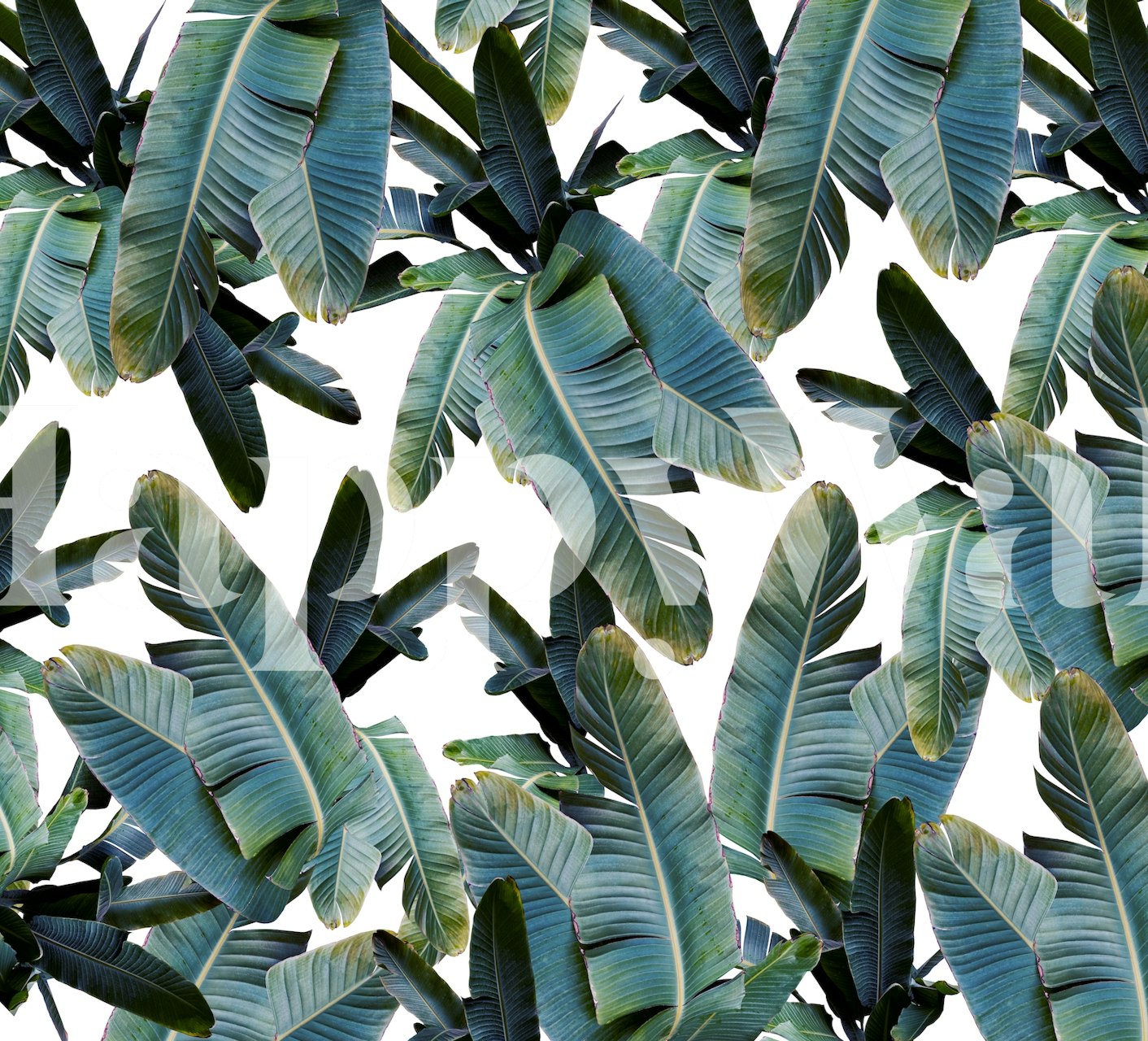 Tropical banana leaves in green hues wallpaper