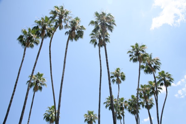 Under the Palm Trees 3