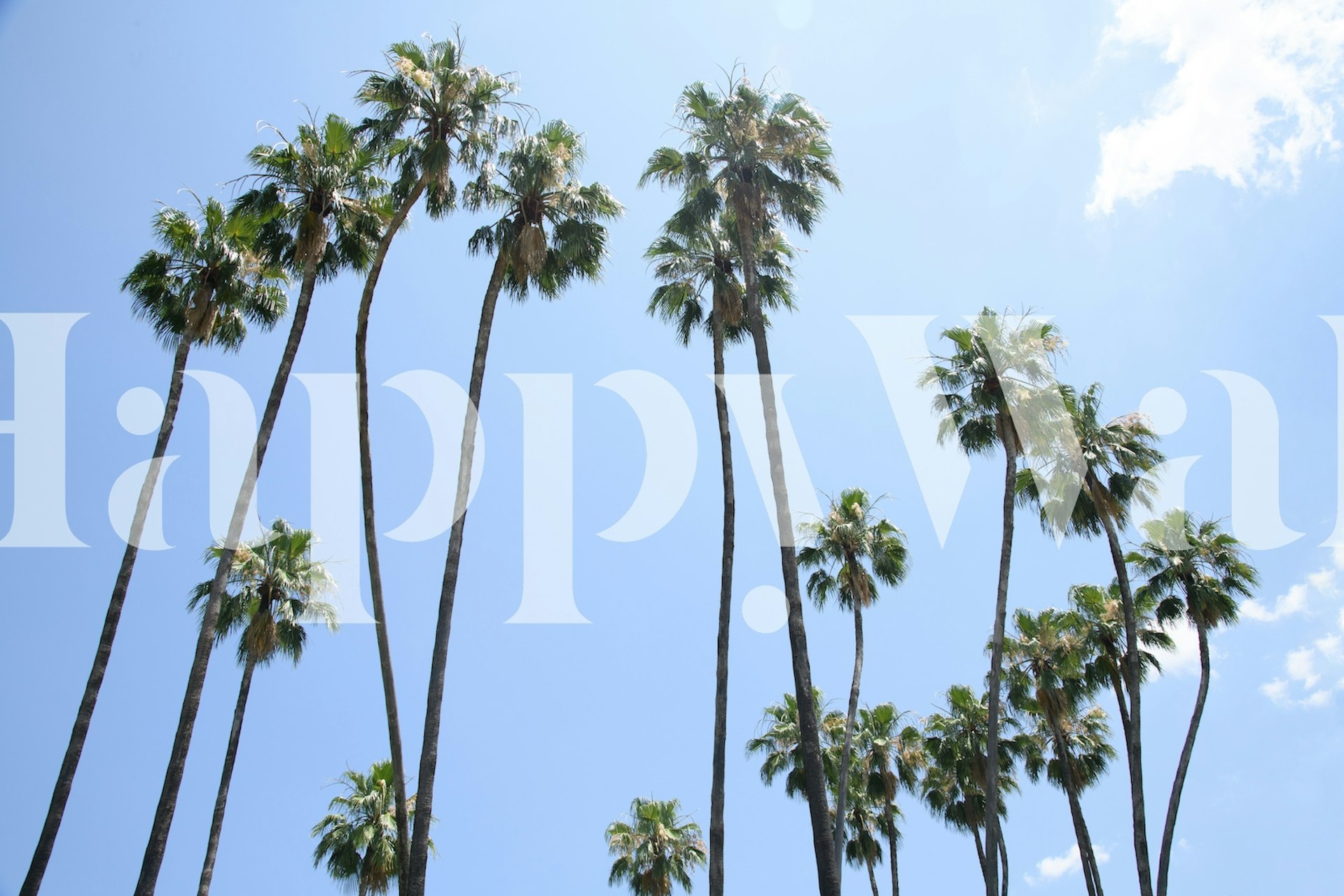 Wall mural of towering palm trees against a blue sky