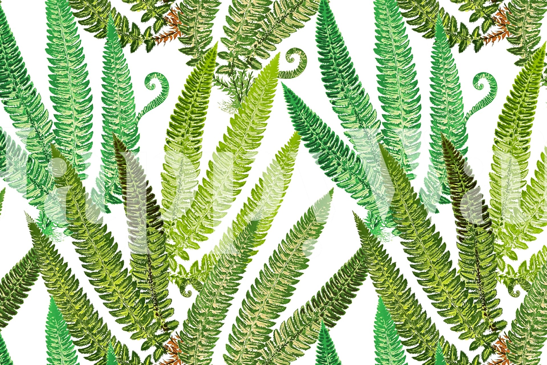 Fiddlehead ferns in various greens on white background wallpaper