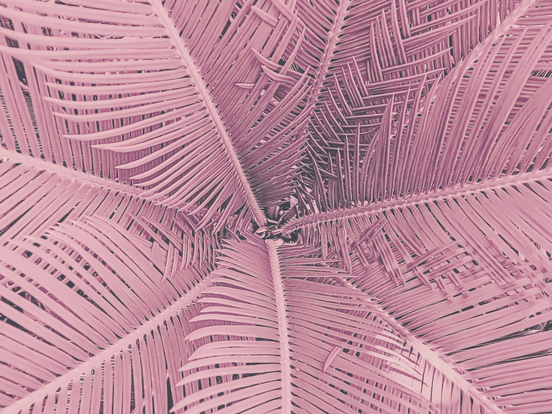 Pink Palm Leaf Wallpaper | Happywall