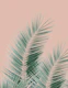 Soft Green Palm Leaves Dream 1