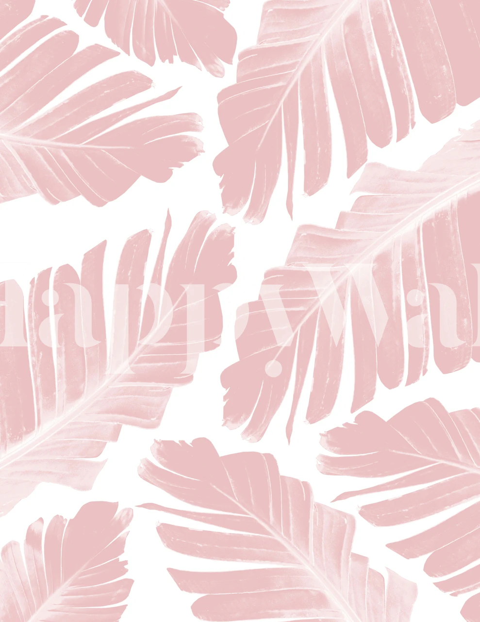 Pink banana leaves on white background tropical wallpaper