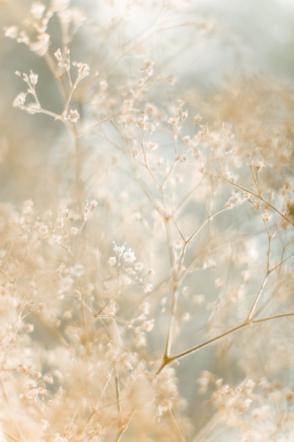 Flower Dreams Soft Nature