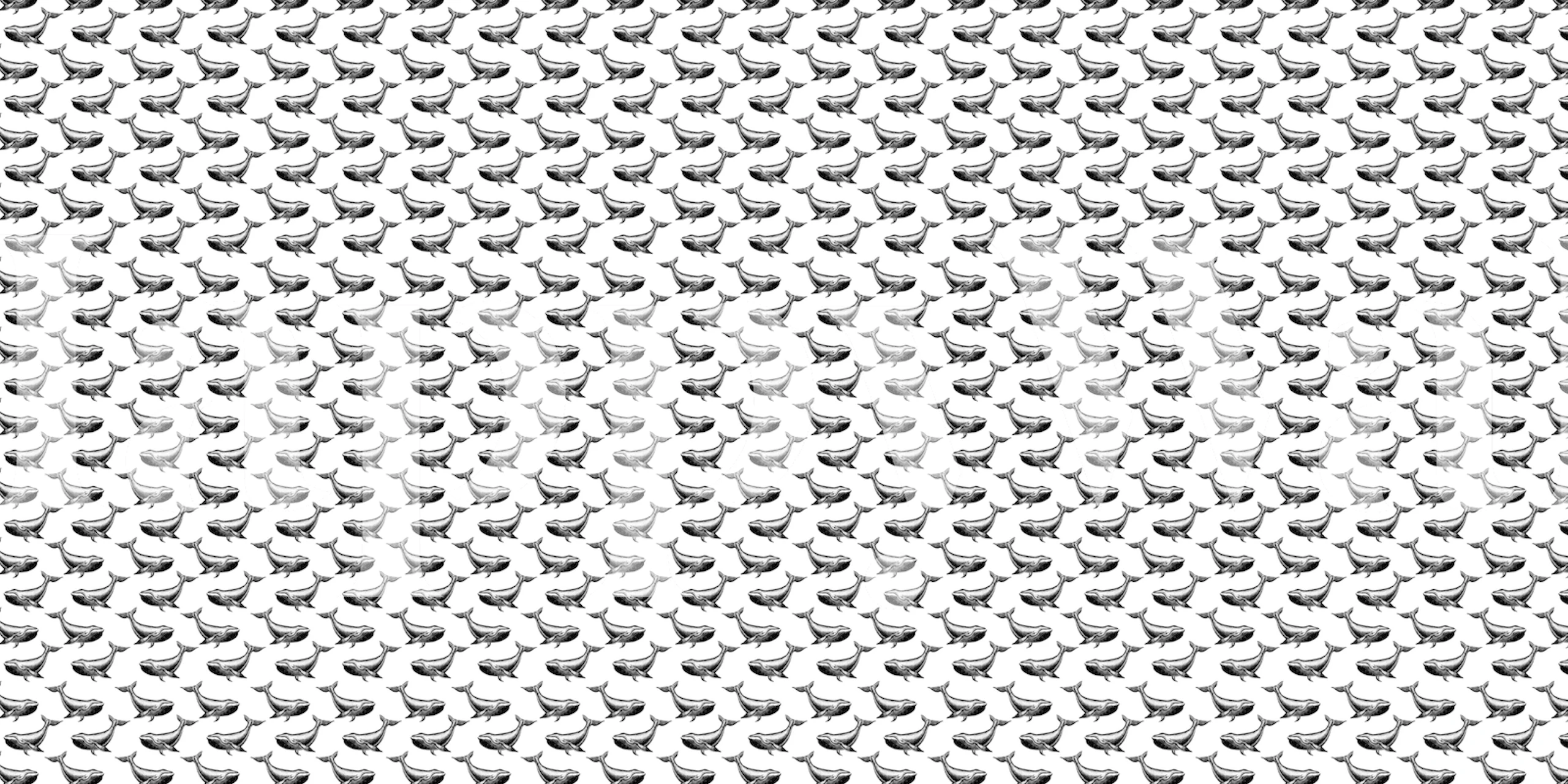 Whale black and white wallpaper on a wall