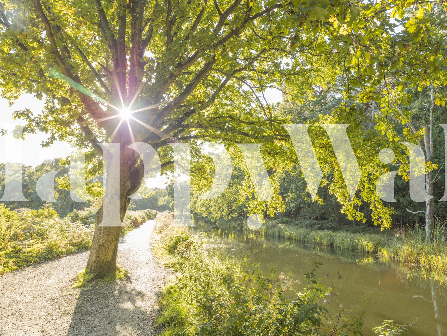 Canal wallpaper s slunečním stromem