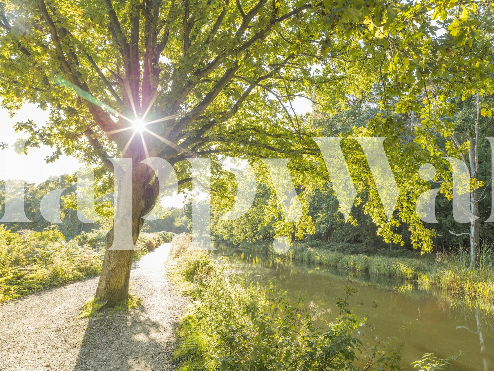 Canal wallpaper with a sunny tree