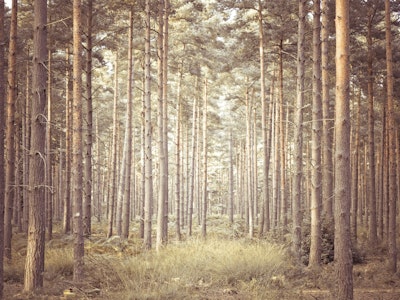 Muurschildering
