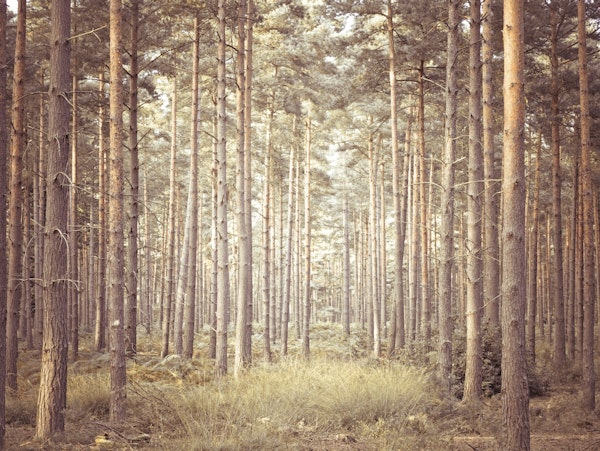 The Enchanting Realm of Pine Trees
