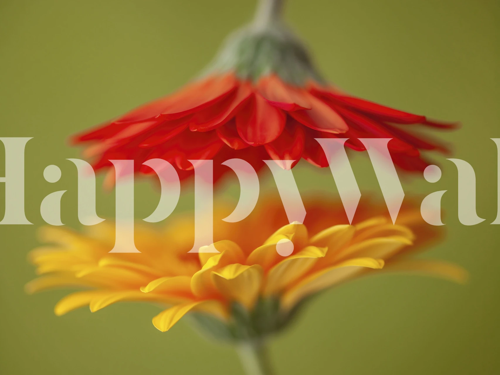 Vivid Gerbera Daisy wallpaper in a home setting