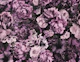 Floral Baroque Opulence Pink
