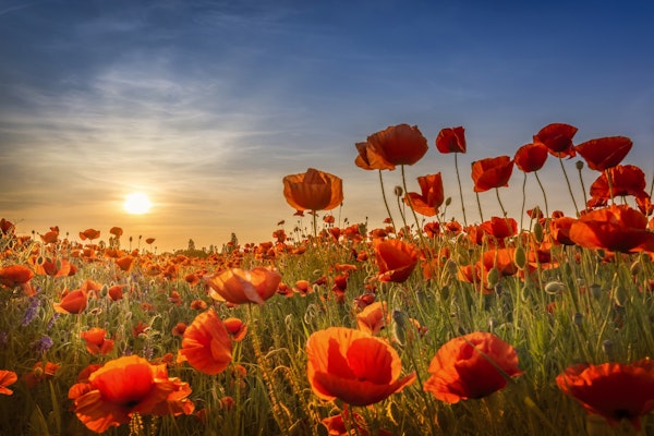 Poppies in the sunset