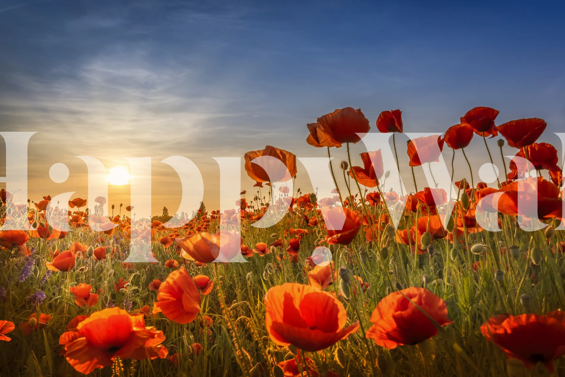 Poppies in sunset tapet i et rom