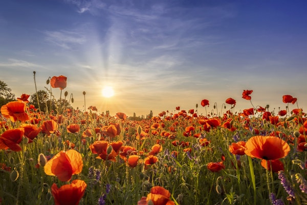 Poppies in the evening