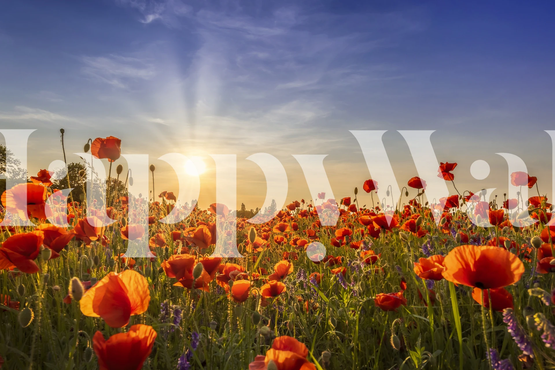 Poppies in the evening tapeta v místnosti