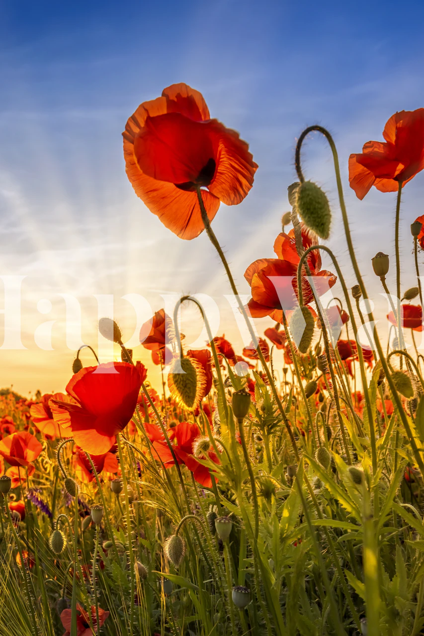 Red poppies in a field against a blue sky wallpaper