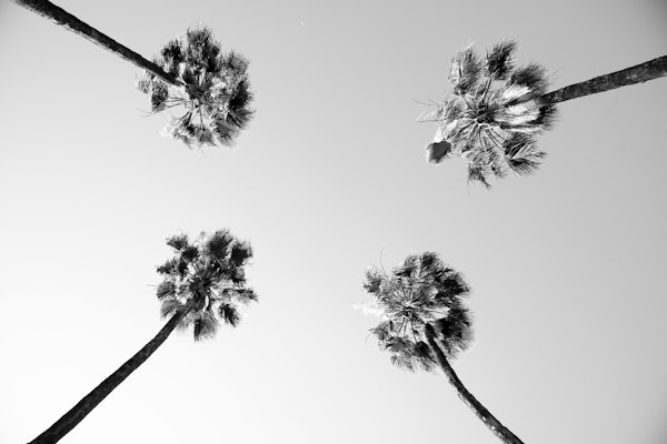 Under the Palm Trees 4