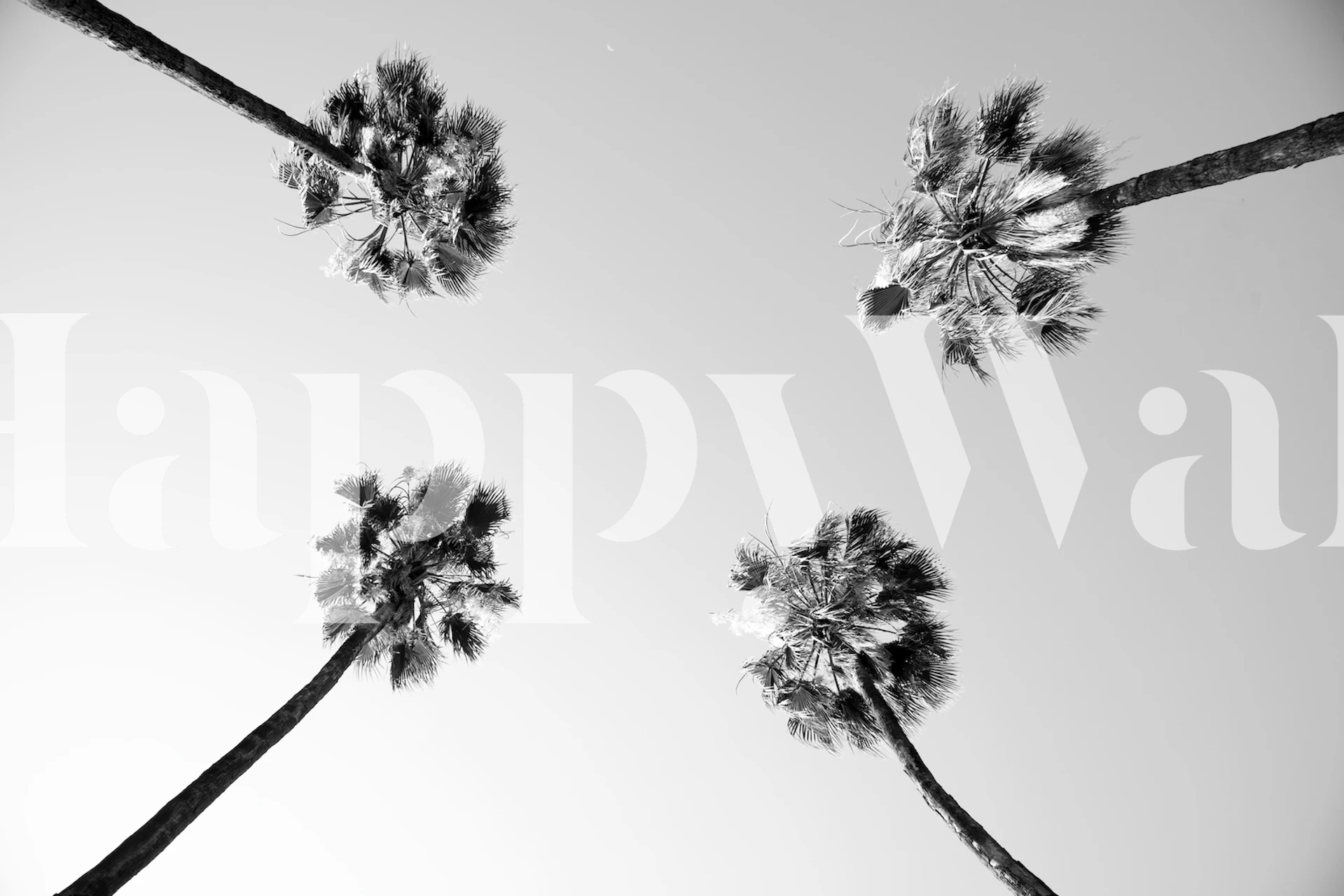 Black and white palm trees from below wallpaper