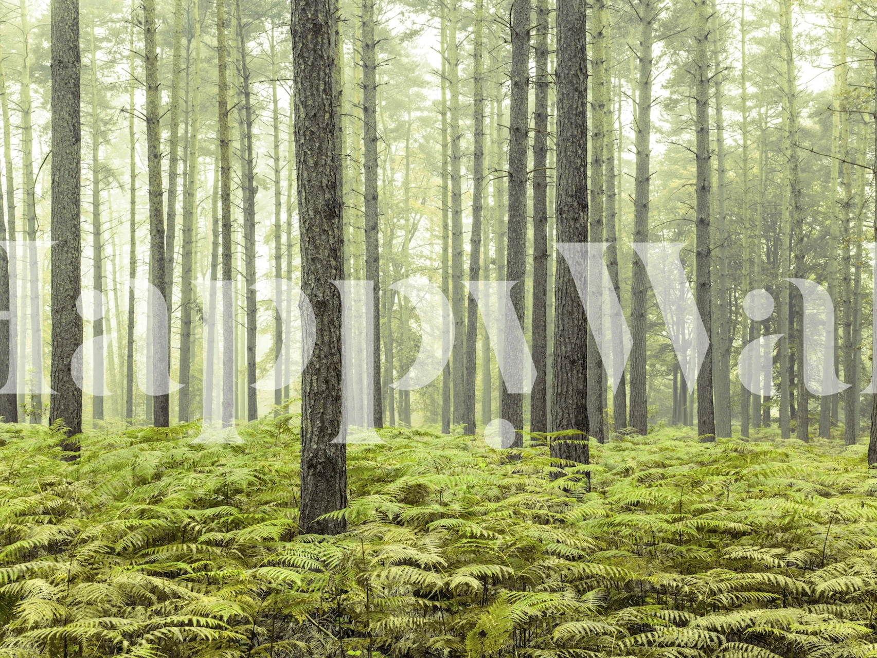 Green ferns and tall trees in a mystical forest wallpaper