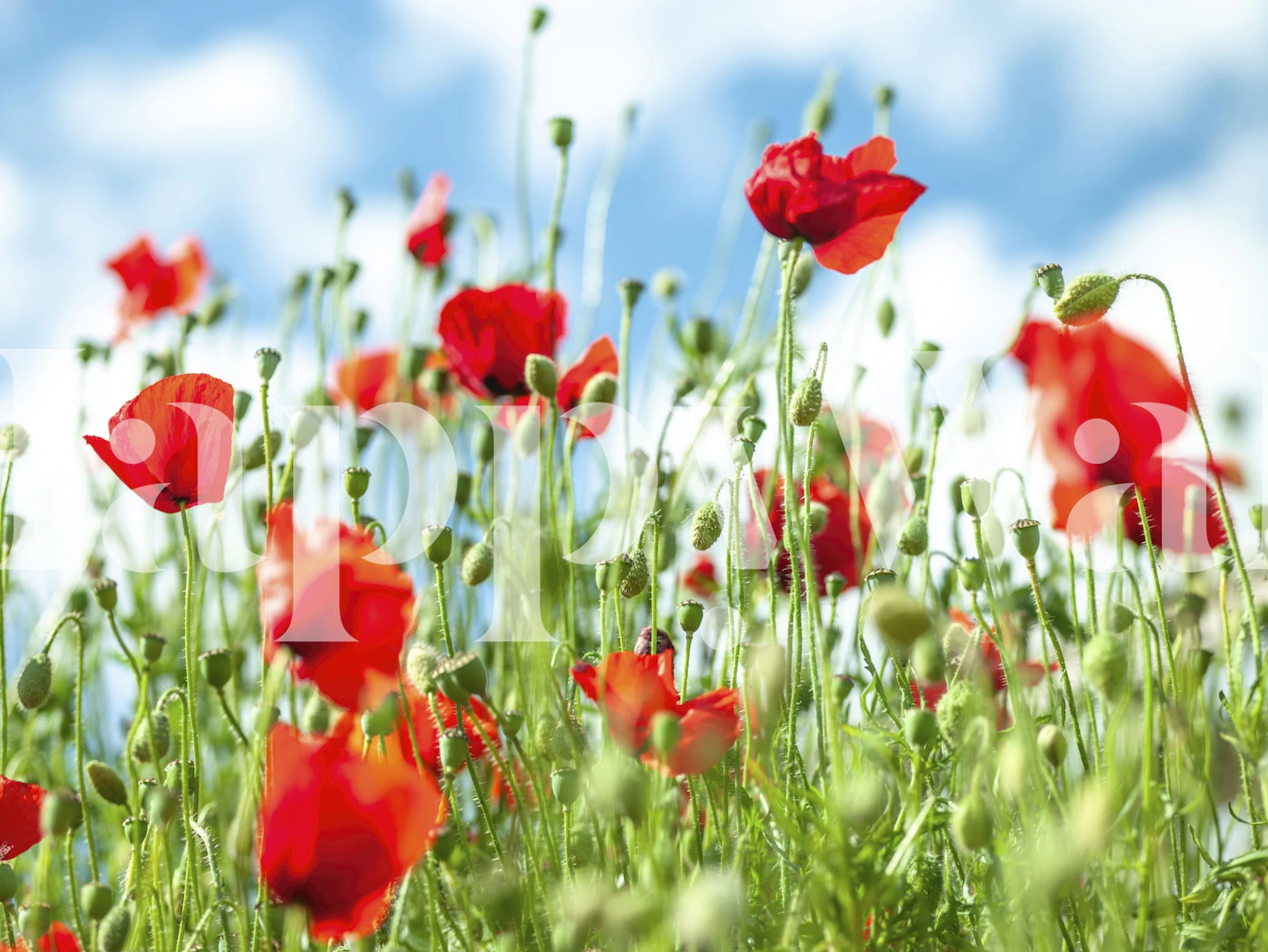 Vibrant red poppy flowers against a blue sky wallpaper
