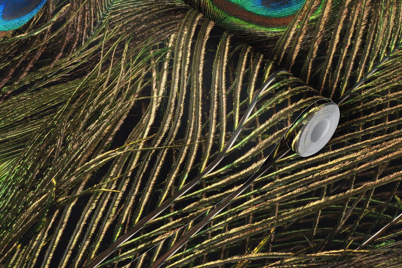 Peacock Feathers wallpaper roll