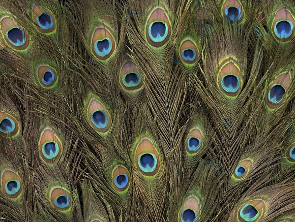 Peacock Feathers