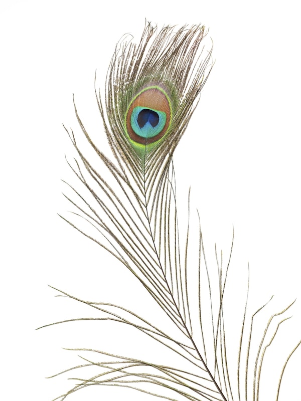 Single Peacock feather