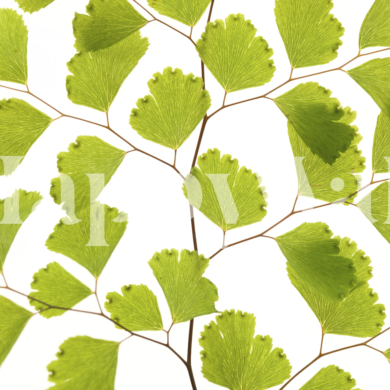 Green fern leaves on white background botanical wallpaper