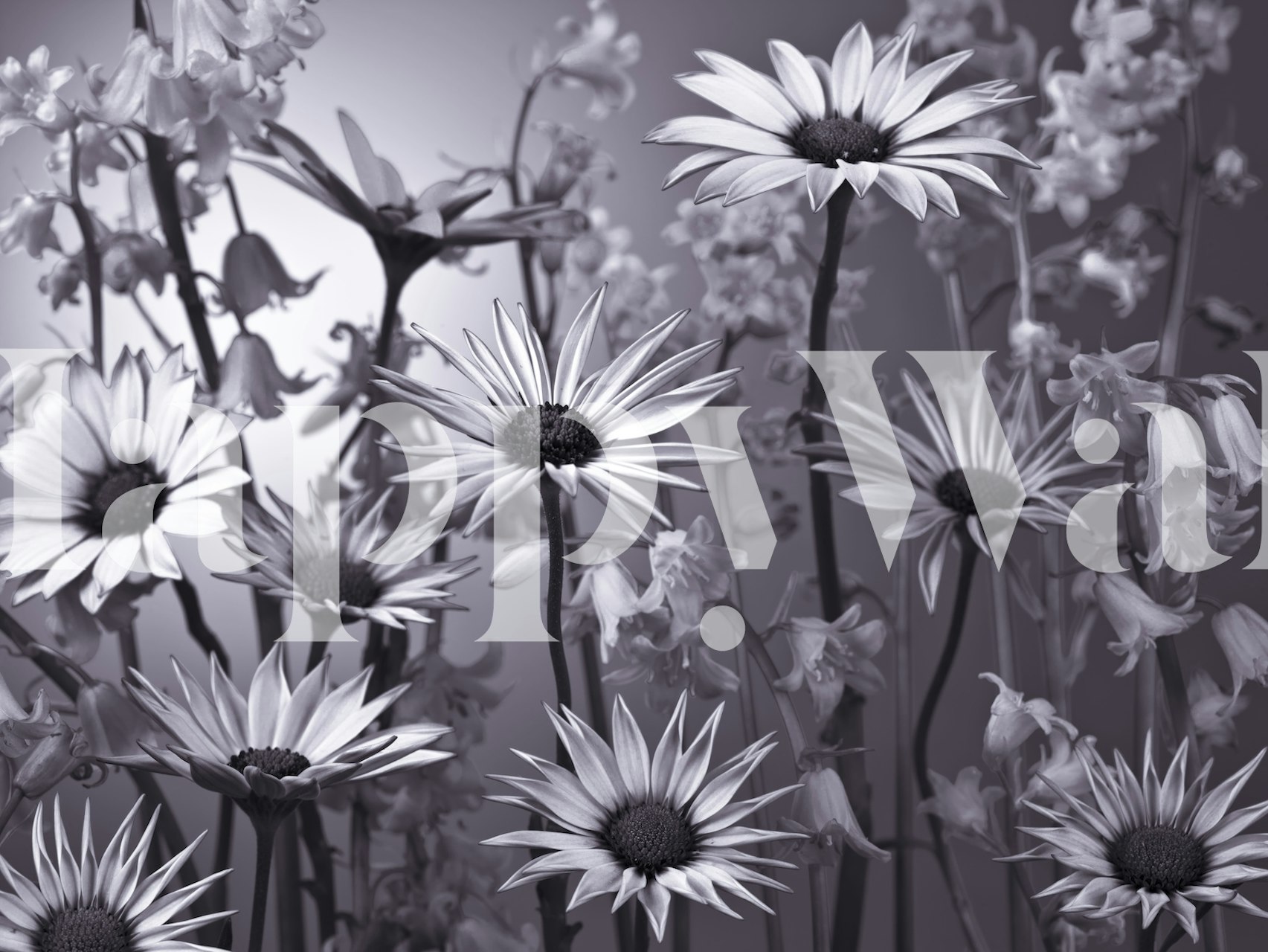 Black and white floral wallpaper featuring daisies and other flowers