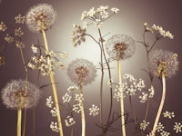 Wildflower Symphony tapete