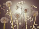 Wildflower Symphony
