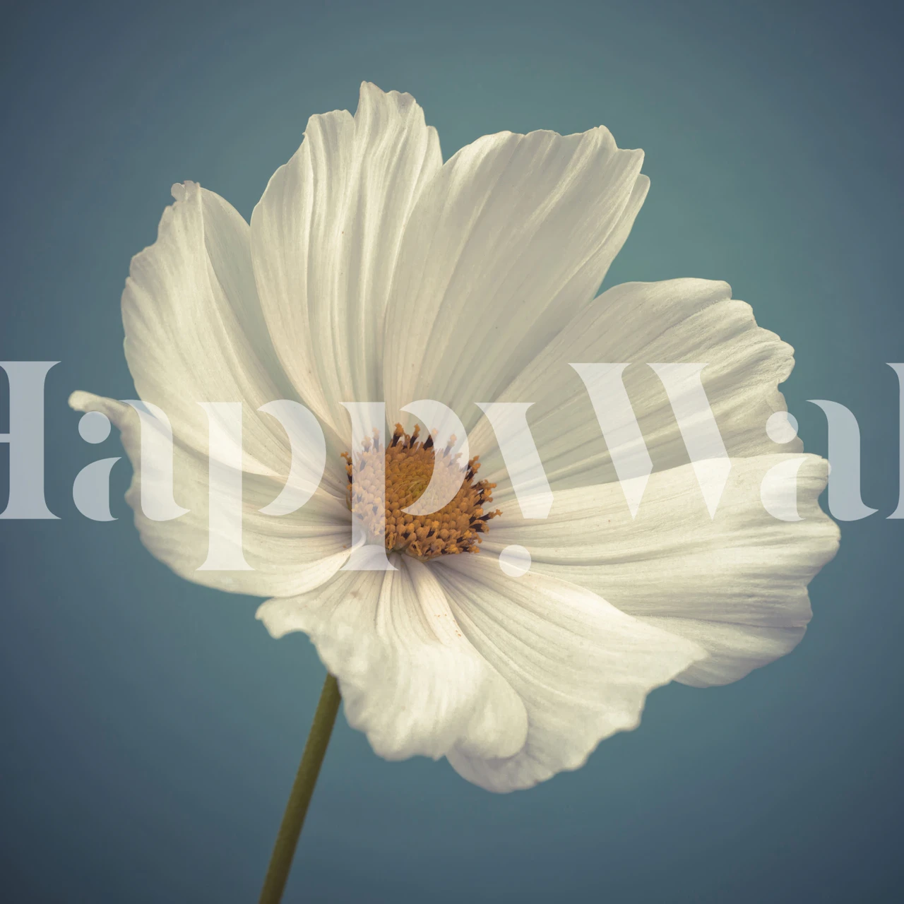 Graceful Beauty Blumen Tapete in einem Raum