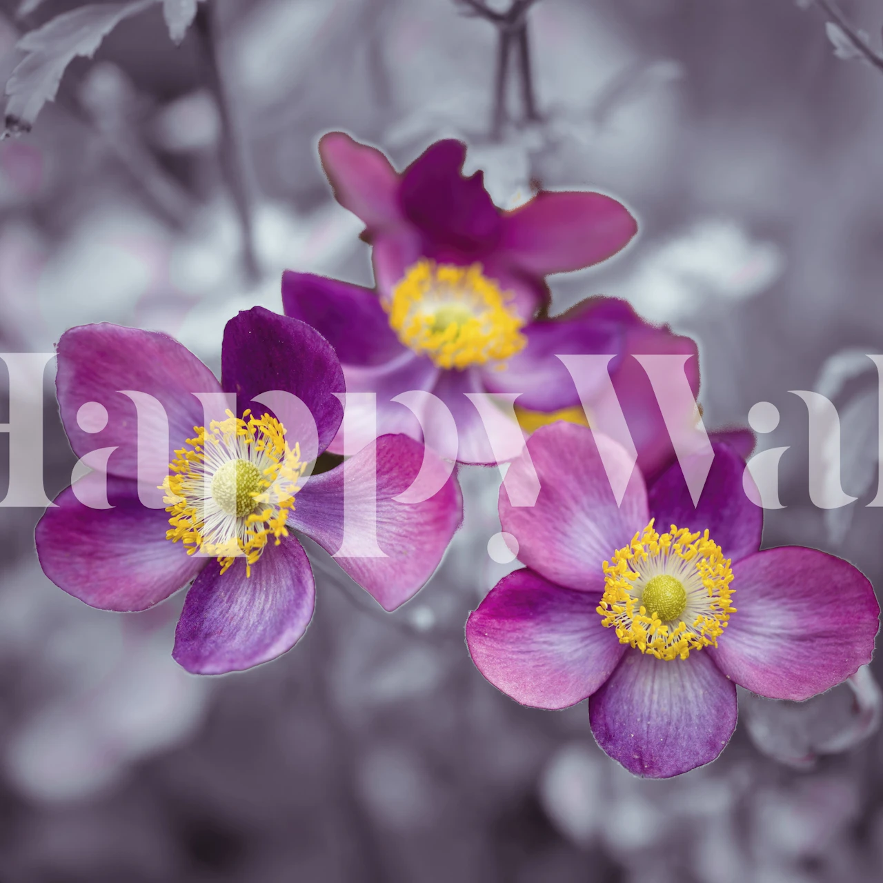 Purple anemone flowers on a soft grey background wallpaper
