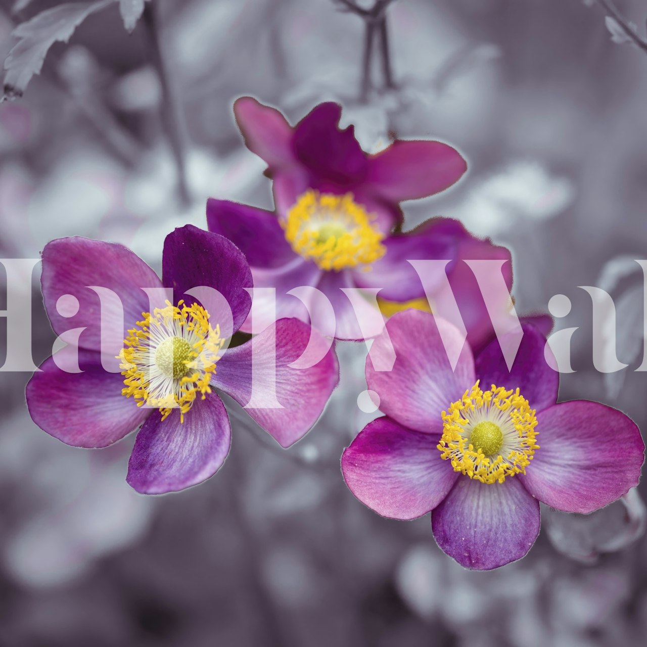 Purple anemone flowers on a soft grey background wallpaper