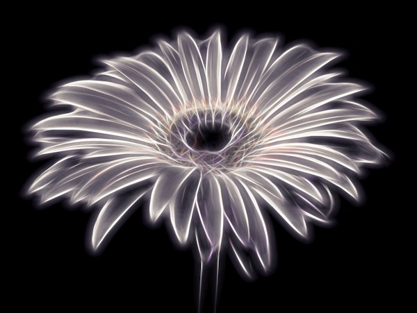 Electric Gerbera