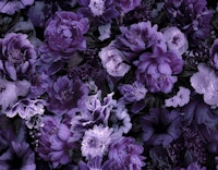 Floral Baroque Opulence Rich Purple wallpaper