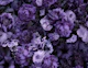 Floral Baroque Opulence Rich Purple