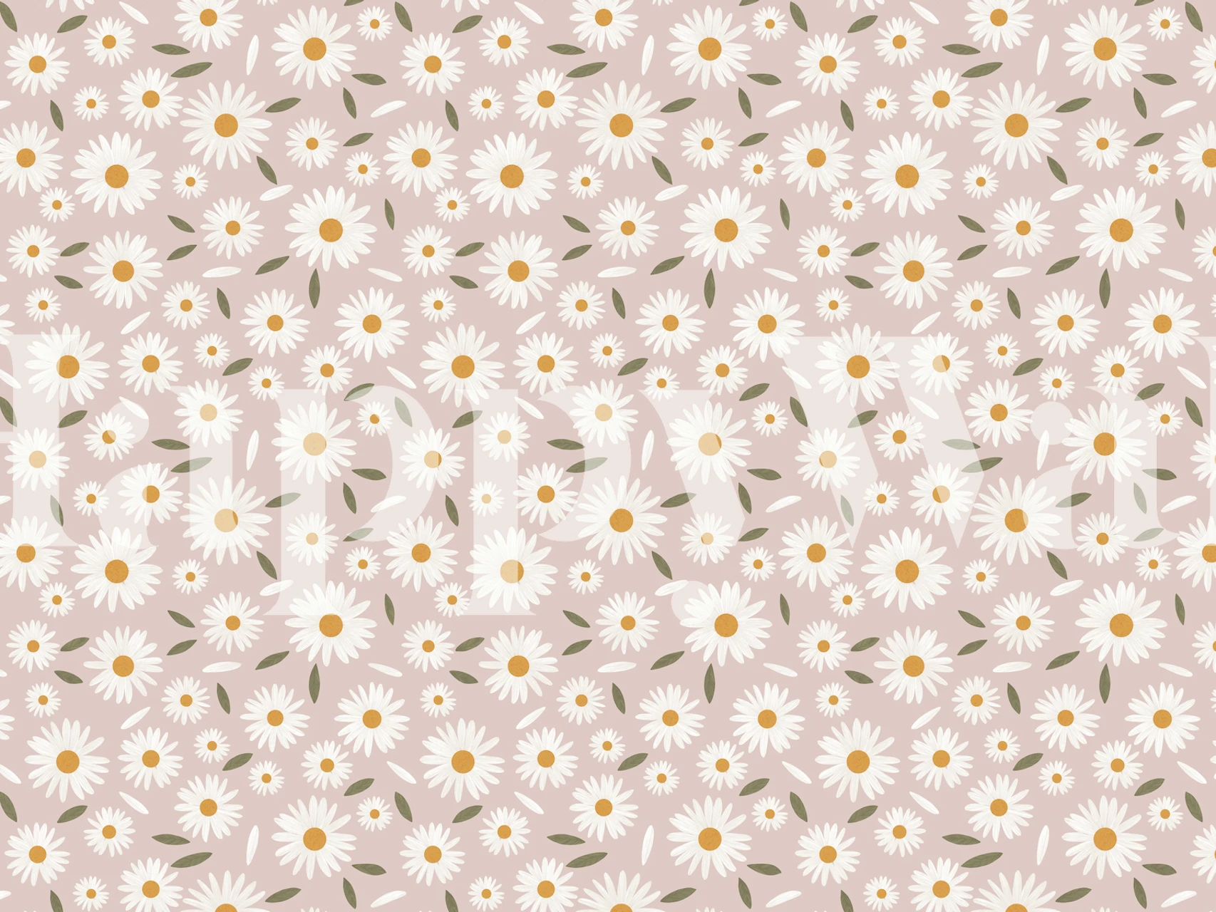 Pink background with white daisies and green leaves wallpaper