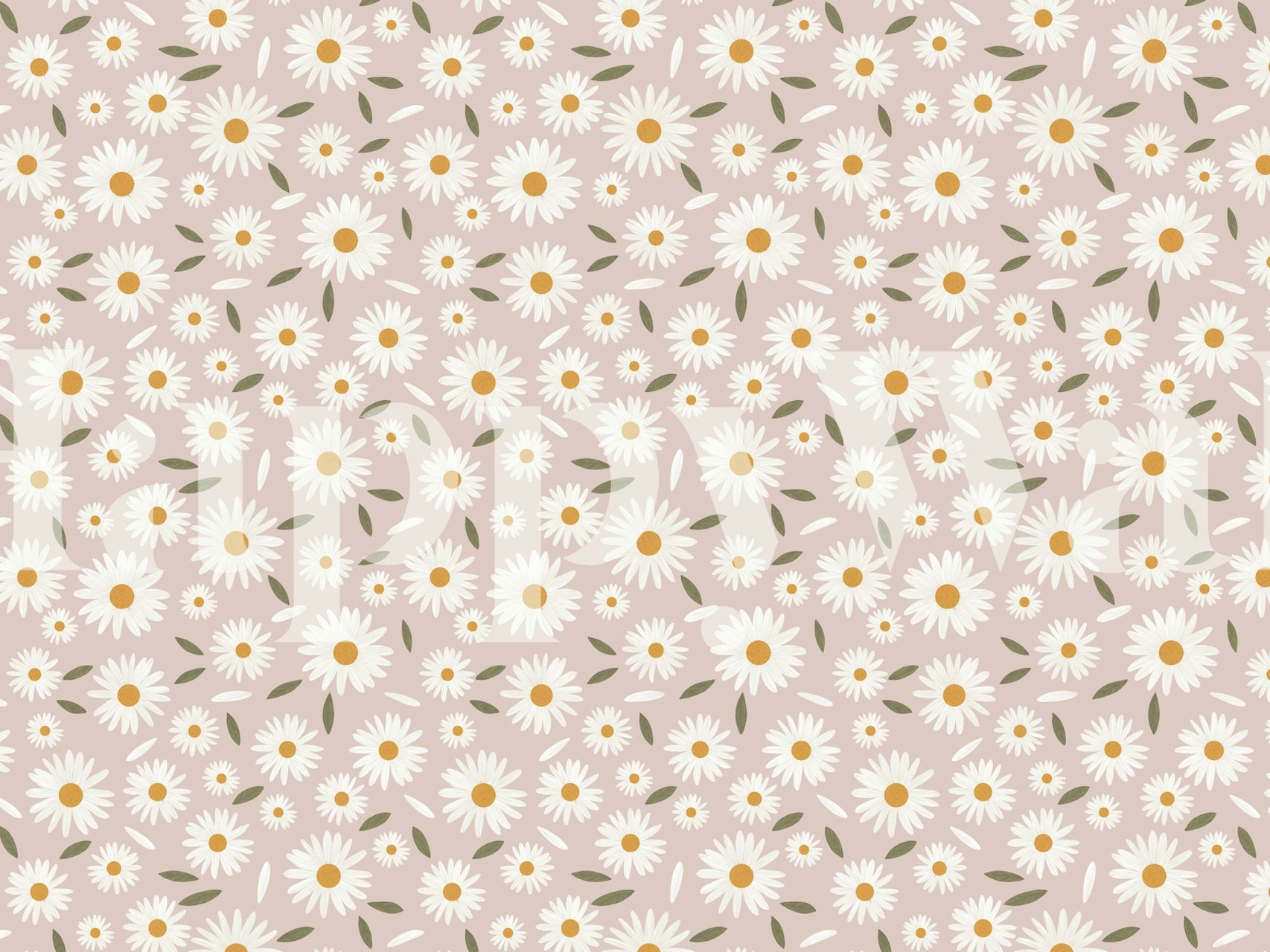 Pink background with white daisies and green leaves wallpaper